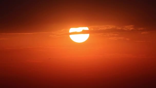 海和飞翔的鸟儿上空冉冉升起的太阳 — 图库视频影像
