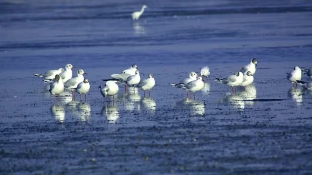 Grupo de gaviotas en el agua — Vídeo de stock