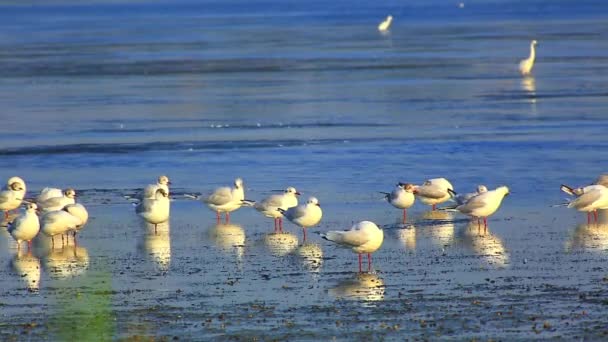 Grupo de gaviotas en el agua — Vídeo de stock