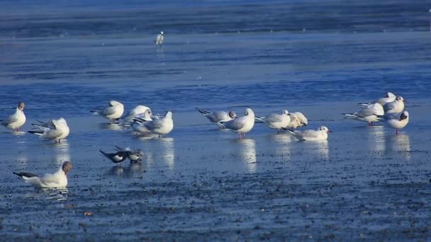 Groep meeuwen op het water — Stockvideo