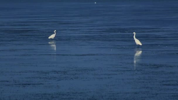 Egrets buscando comida — Vídeos de Stock