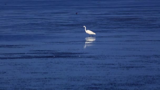 Egret à procura de comida — Vídeo de Stock