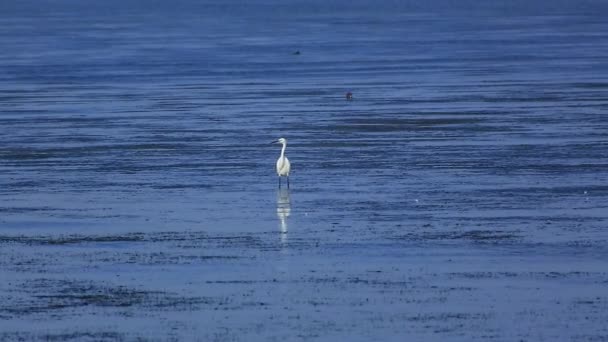 Egret (Egretta garzetta) шукає їжу — стокове відео