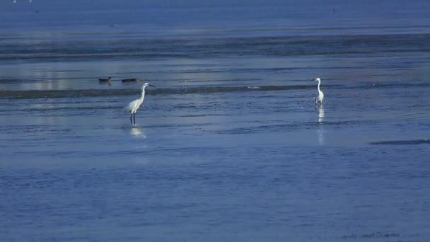 Egrets à procura de comida — Vídeo de Stock