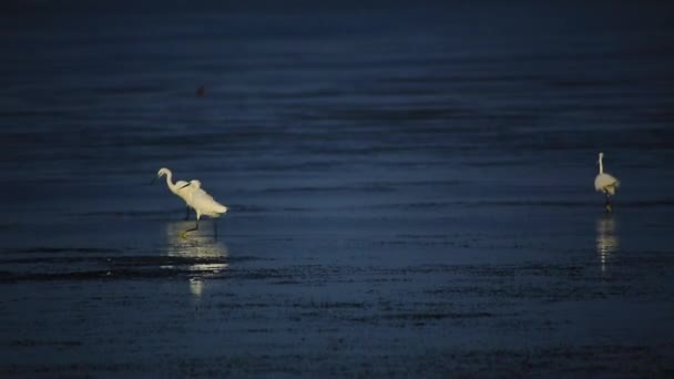 Egrets à procura de comida — Vídeo de Stock