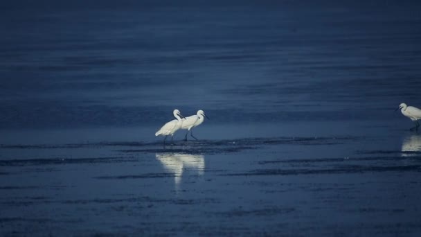 寻找食物的白鹭 — 图库视频影像