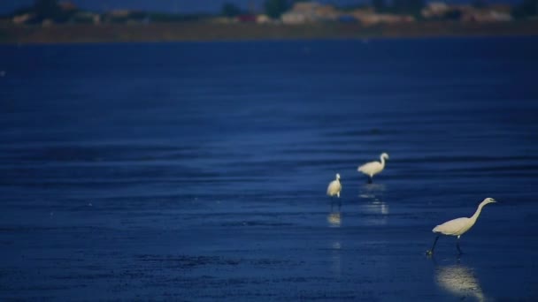 Egrets buscando comida — Vídeo de stock