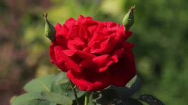 kırmızı gül açık