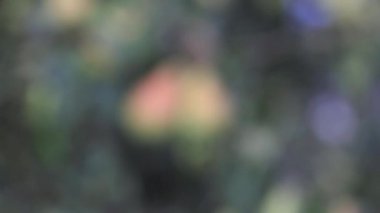 Ağaçta olgun armutlar