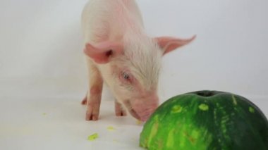 küçük domuz kabak yemek