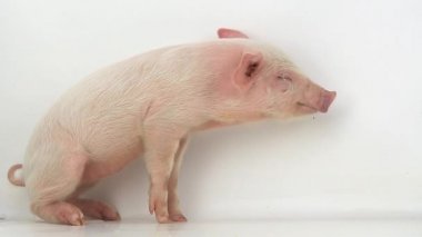 Küçük domuz peeing