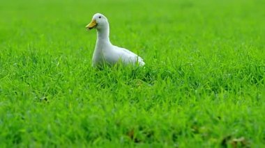 Ördek çimenlerde yürüyor.