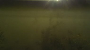 nehirde balık yüzer