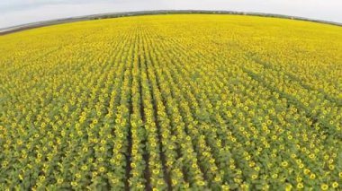 Ayçiçeği Üstten Görünüm