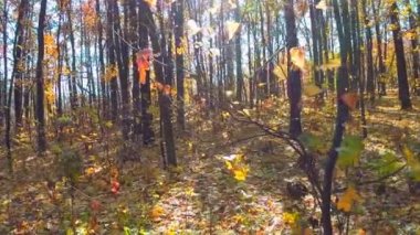 Güneş ışınları ile sonbahar ahşap