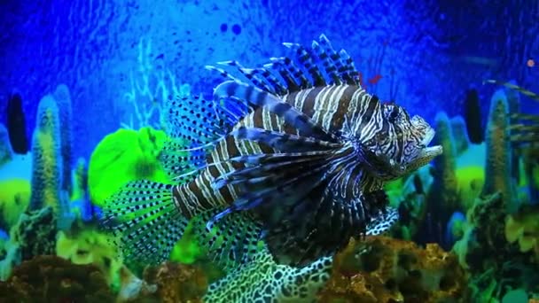 Lionfish, kék háttérrel akvárium — Stock videók