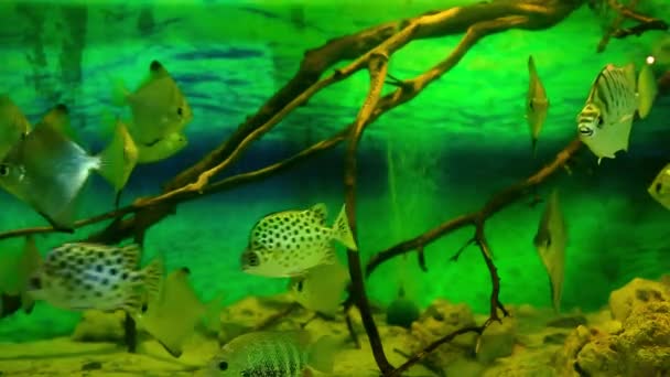 Koraal en vissen in het aquarium — Stockvideo