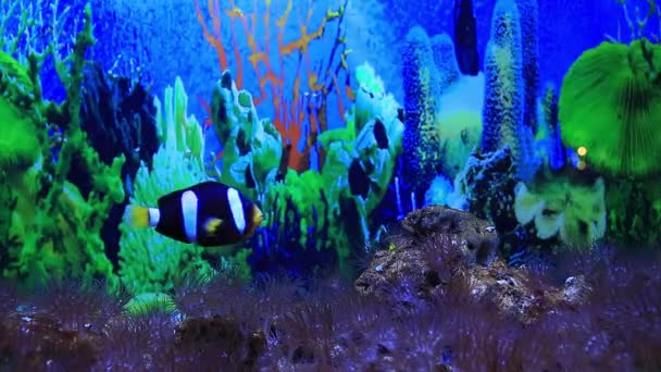 Кораллы и рыбы в аквариуме — стоковое видео