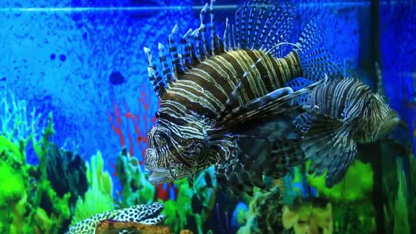 Lion fish in aquarium — Stock Video