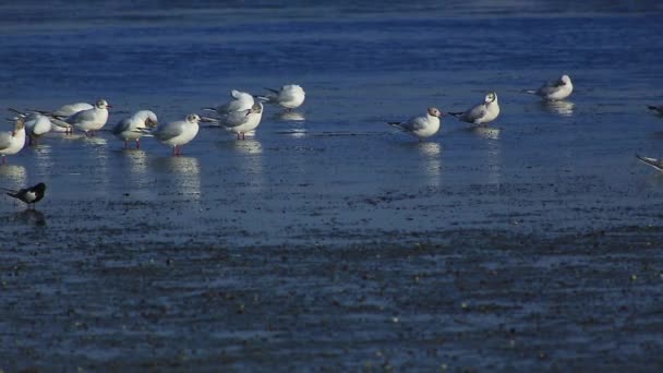 Grupo de gaivotas em água — Vídeo de Stock