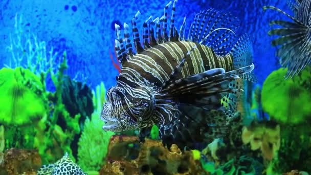 Lion fish in aquarium — Stock Video