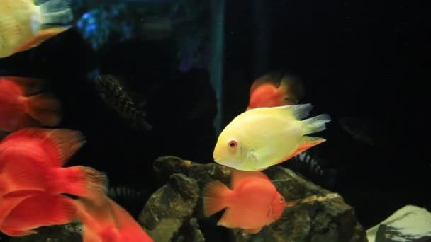 Tropical fish red Cichlid — Stock Video