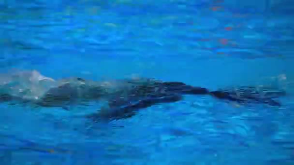 Дельфин плавает в воде — стоковое видео