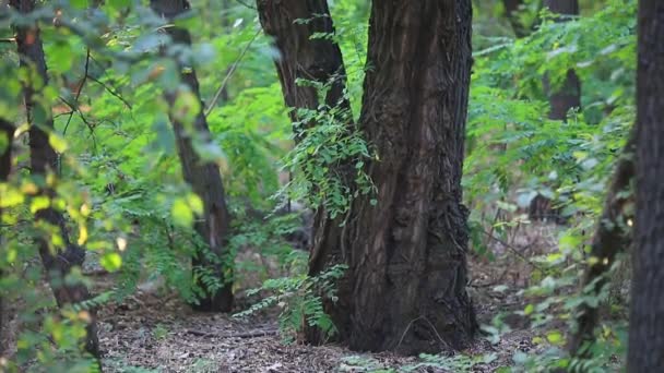 soirée dans le bois avec son 
