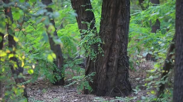 Noche en el bosque con sonido — Vídeos de Stock