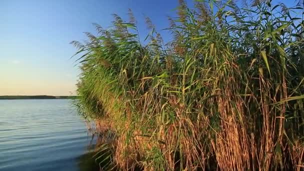 Тростина біля води крупним планом — стокове відео