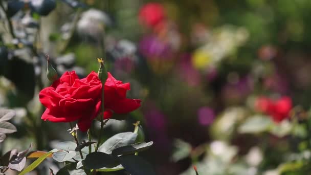 Red rose outdoor — Stock Video