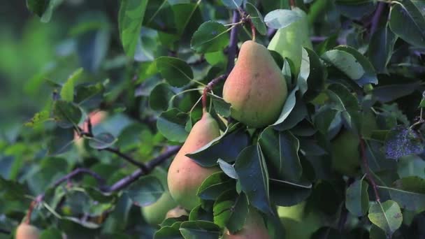 Rijpe peren op boom — Stockvideo