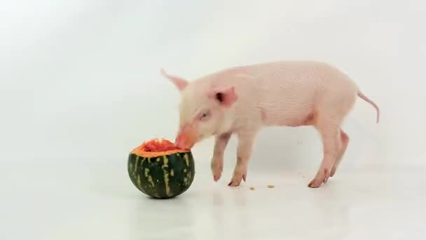 Маленькая свинья ест тыкву — стоковое видео