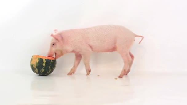 Маленькая свинья ест тыкву — стоковое видео