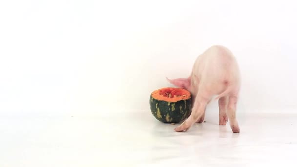 Cerdito comiendo calabaza — Vídeo de stock