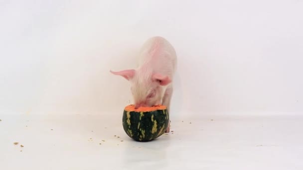 Petit cochon manger citrouille — Video