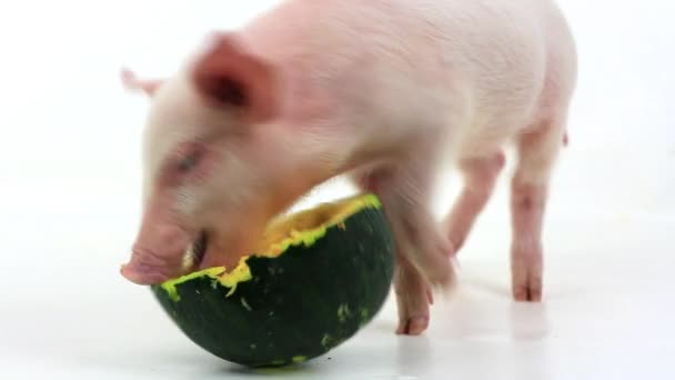 カボチャを食べて少し豚 — ストック動画