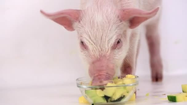 Cerdo come calabaza — Vídeos de Stock