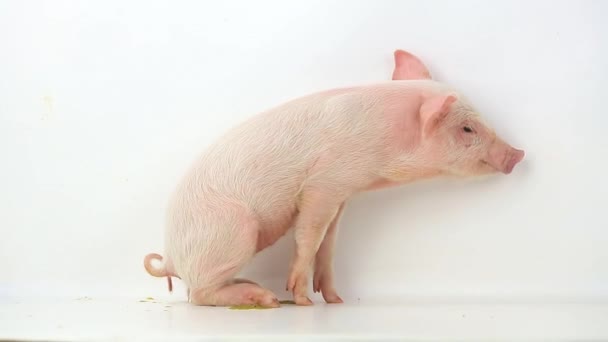 Cerdo orinando — Vídeo de stock