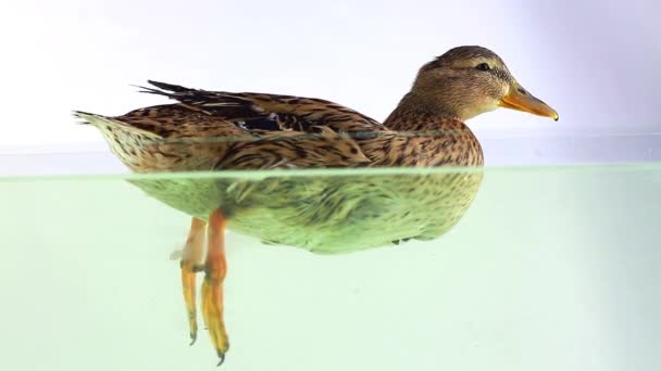 Pato flotando en el agua — Vídeos de Stock