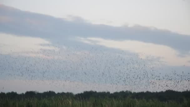 Bandada de aves en el cielo — Vídeo de stock