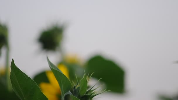 Girasoles en primer plano de campo — Vídeos de Stock