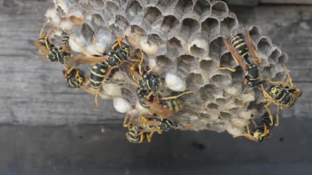 Wespen auf einem Nest — Stockvideo