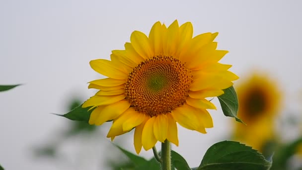 Girasoles en primer plano de campo — Vídeo de stock