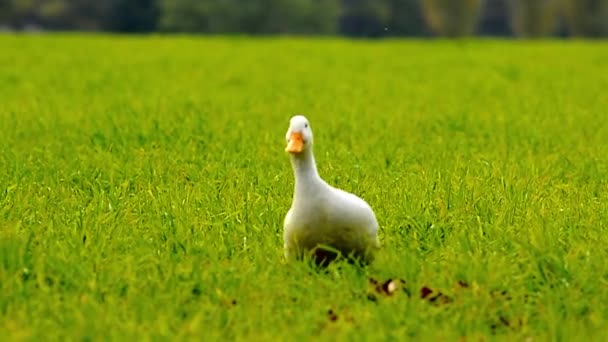 Утка ходит по траве — стоковое видео