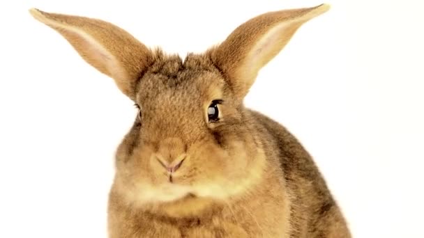 Ładny królik brązowy jedzenie — Wideo stockowe
