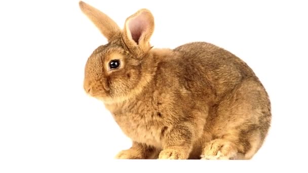 Hezký hnědý králík jíst — Stock video