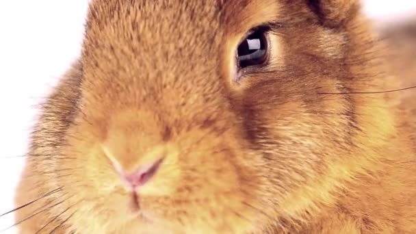 Niedliches Kaninchen aus nächster Nähe — Stockvideo