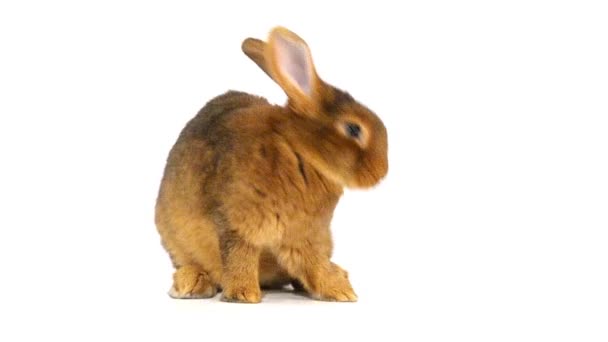 Cute fluffy rabbit — Stock Video