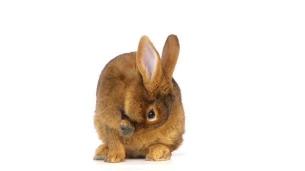 Lapin pelucheux mignon 